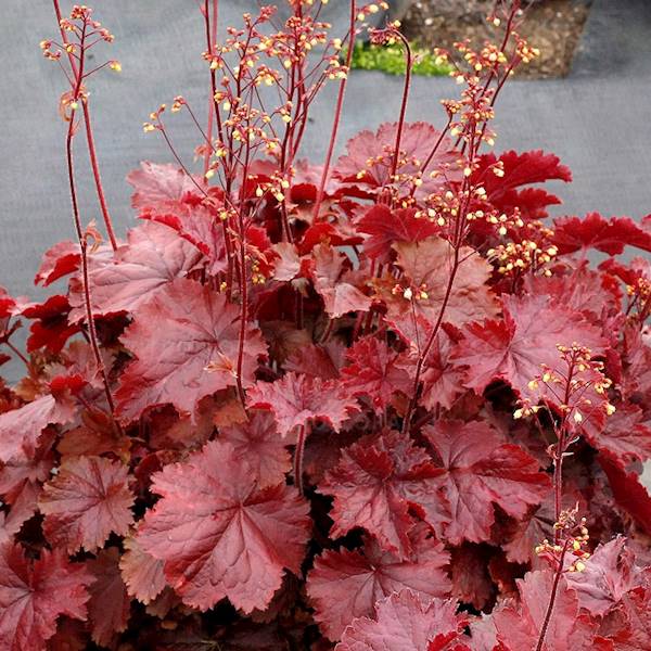 Heuchera Northern Exposure™ Red C1,5