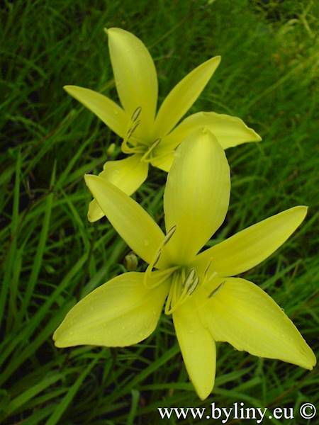 Hemerocallis Citrina C1,5