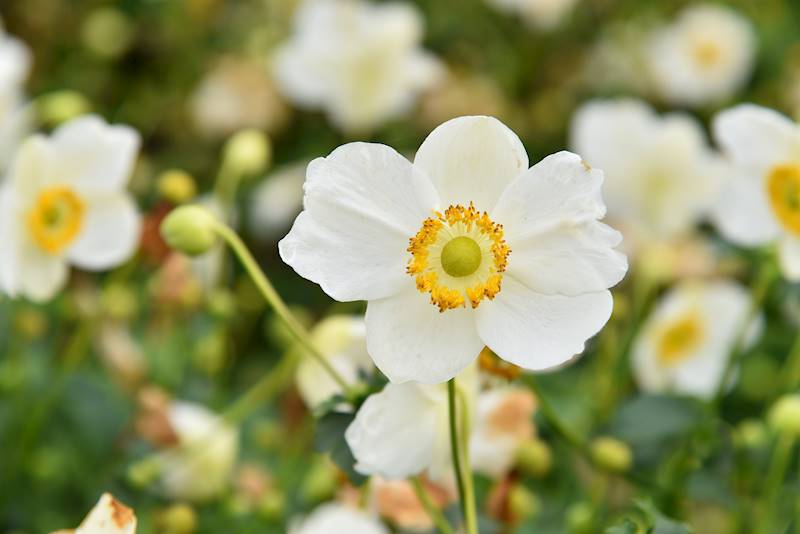 Anemone Summer Breeze Snow ® p11