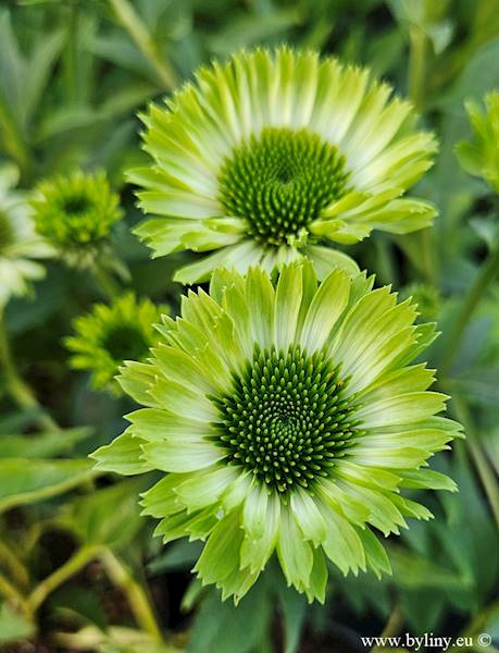 Echinacea Green Jewel ® C1,5 