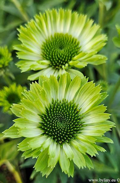 Echinacea Green Jewel ® C1,5 