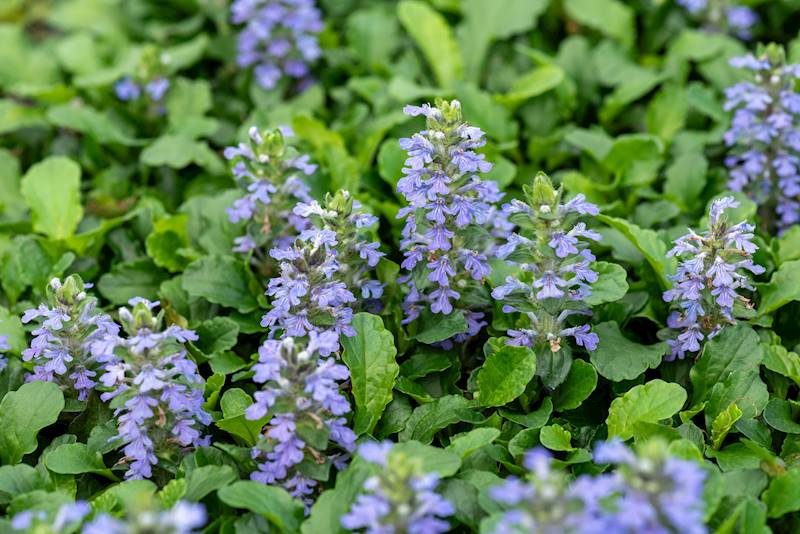 Ajuga reptans p11