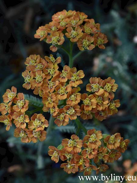Achillea millefolium Terracota C1,5