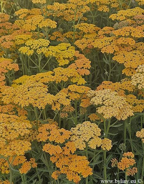 Achillea millefolium Terracota C1,5