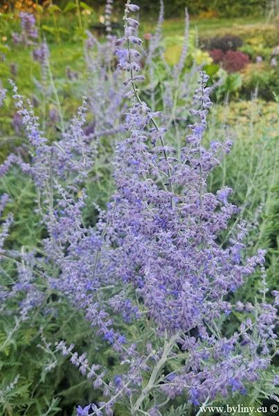 Perovskia atriplicifolia Blue Spire p11
