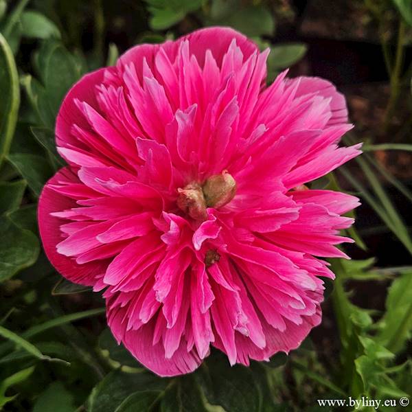 Paeonia officinalis Rosea Plena C3