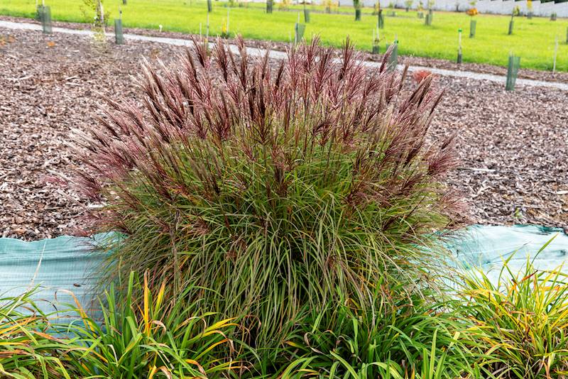 Miscanthus sinensis Red Chief C2