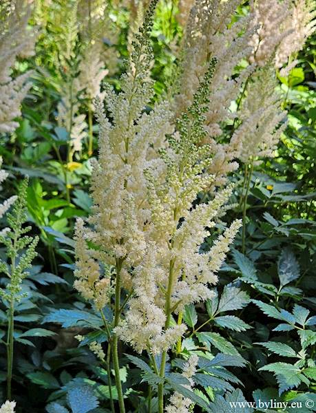 Astilbe chinensis Vision Inferno ® C1,5