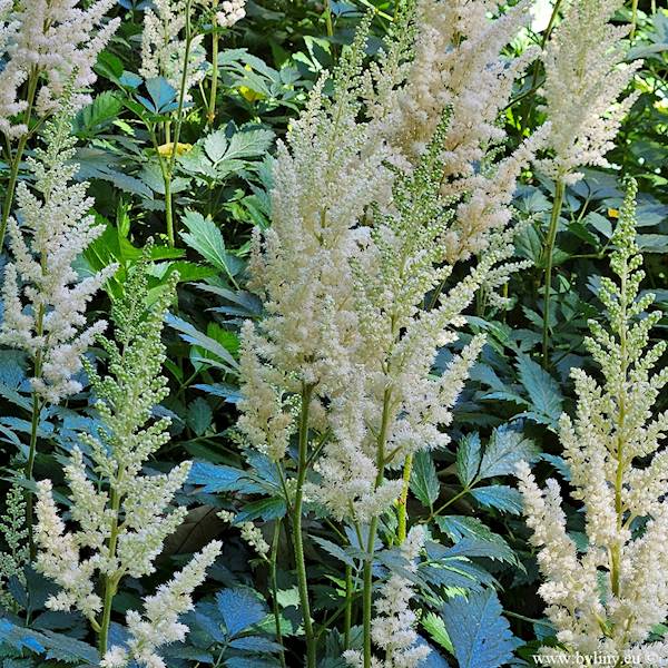 Astilbe chinensis Vision Inferno ® C2