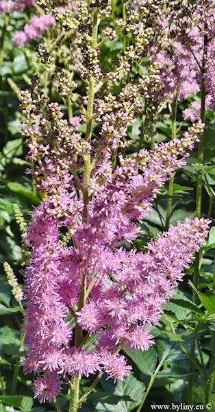 Astilbe chinensis Black Pearls ® C2