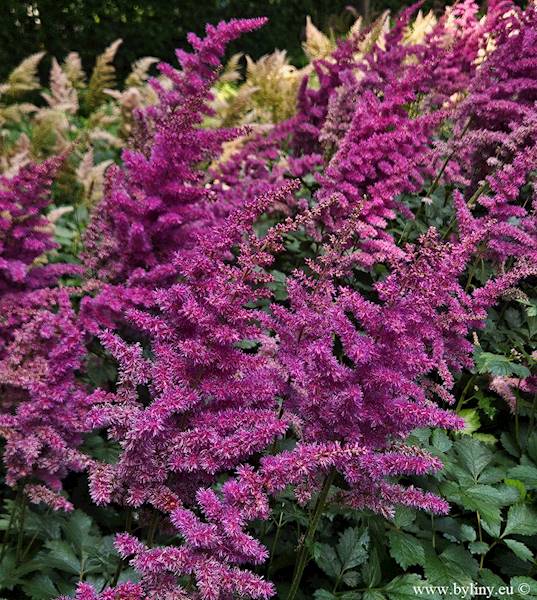 Astilbe chinensis Black Pearls ® C2