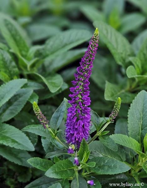 Veronica hybrida Lancita Purple C1,5
