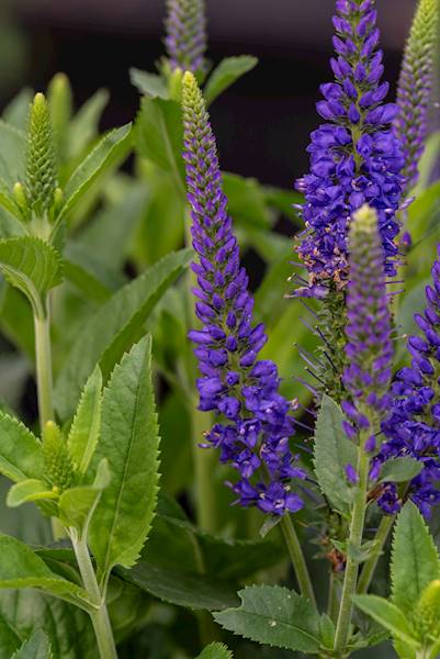 Veronica hybrida Lancita Blue C1,5