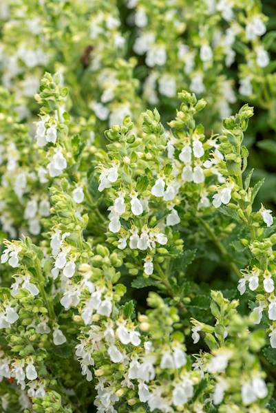Teucrium chamaedrys Album C1,5