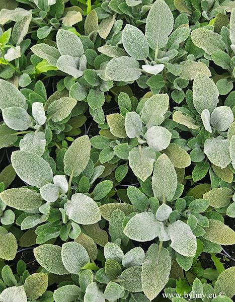 Stachys byzantina Silver Carpet C1,5