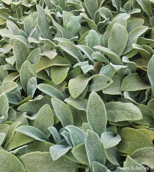 Stachys byzantina Silver Carpet C1,5