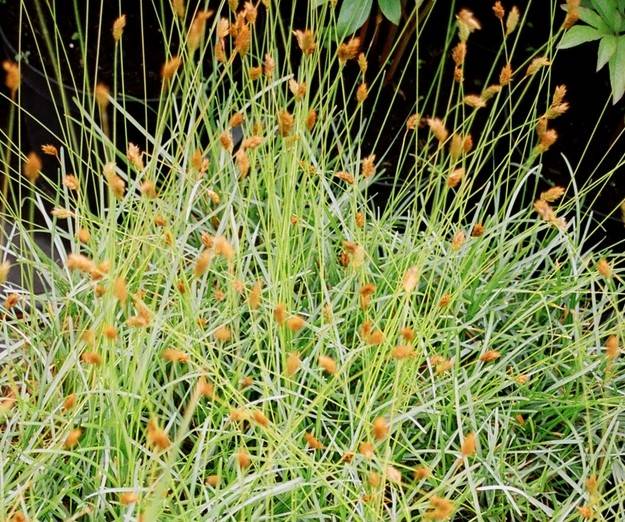 Sesleria caerulea C2