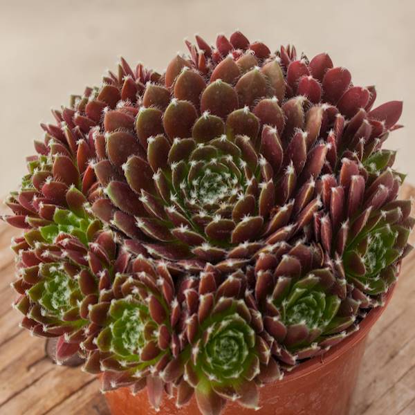 Sempervivum hybridum Cassiopea p11