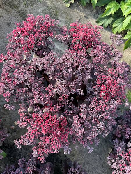 Sedum hybridum Globe Black ® C1,5