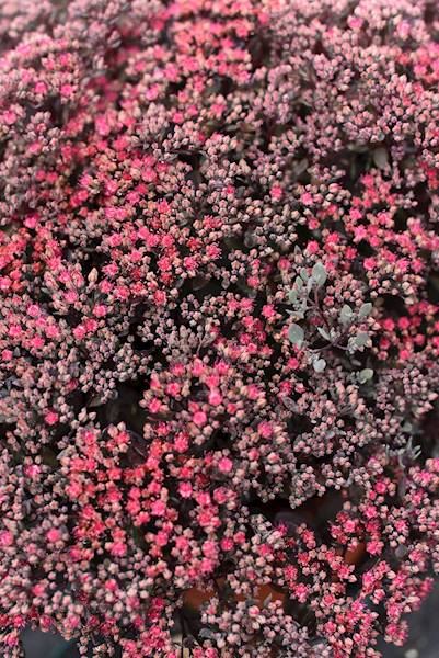 Sedum hybrida SunSparkler® Dazzlebery ® p11