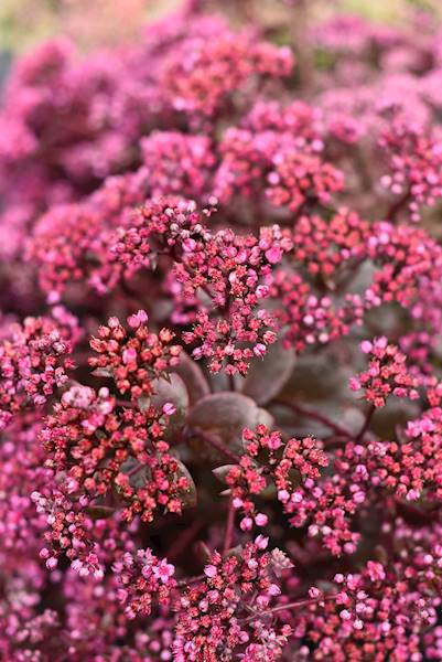 Sedum hybrida SunSparkler® Cherry Tart ® p11