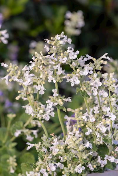 Nepeta x faassenii Snowflake C1,5
