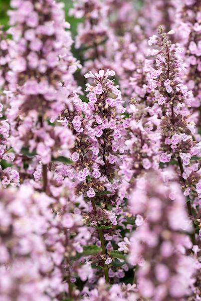 Nepeta siberica Serene Wild Orchid C1,5