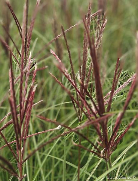 Miscanthus sinensis Red Chief C1,5