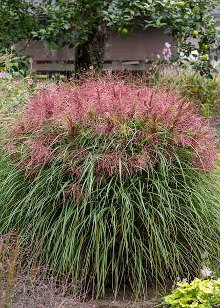 Miscanthus sinensis Polonus ® C1,5
