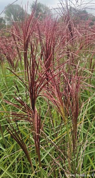Miscanthus sinensis Polonus ® C1,5