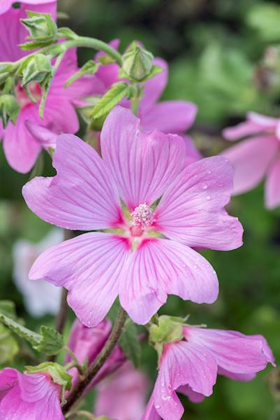 Lavatera hybrida Blushing Bride C1,5