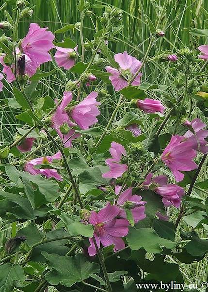 Lavatera hybrida Blushing Bride C1,5