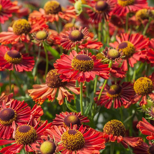 Helenium hybrida Ranchera C1,5