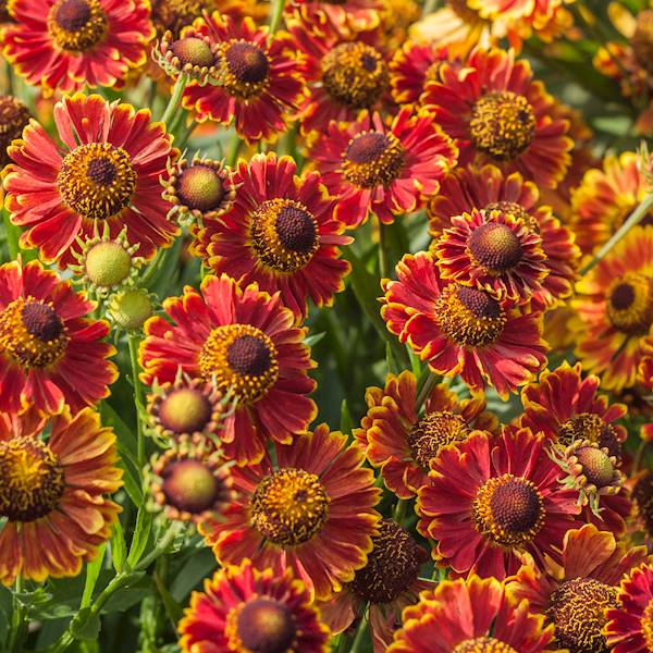 Helenium hybrida Bandera C1,5