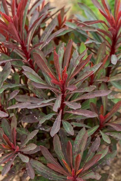 Euphorbia amygdaloides Miners Merlot C1,5