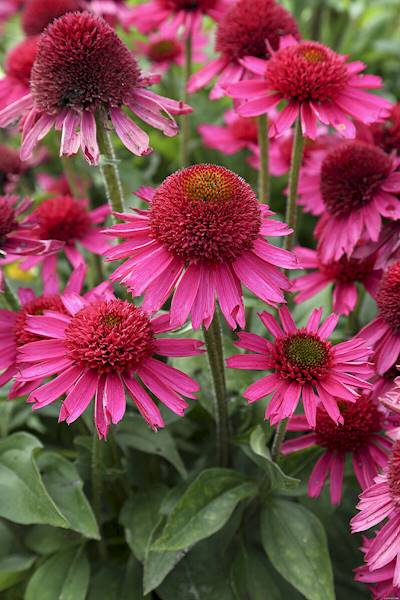 Echinacea Delicious Candy ® C1,5