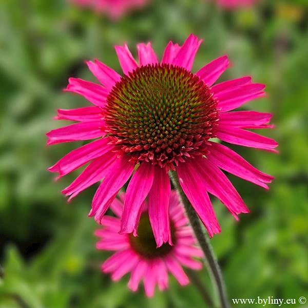 Echinacea Delicious Candy ® C1,5