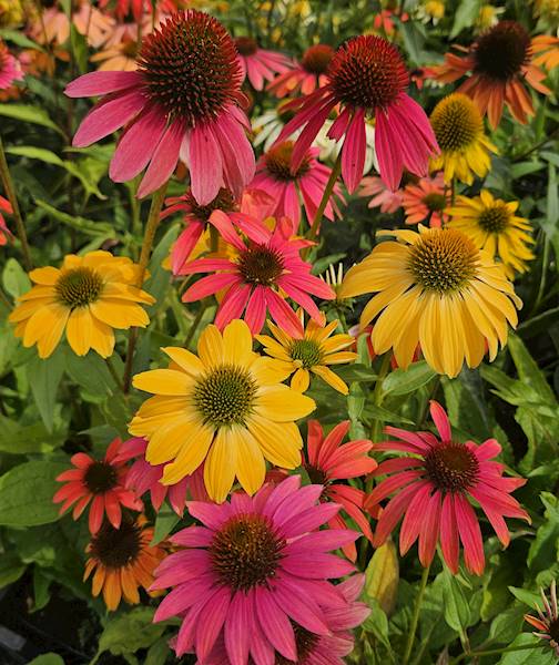 Echinacea Cheyenne Spirit ®  p9