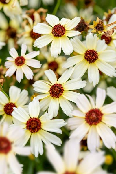 Coreopsis verticillata Fool's Gold C1,5