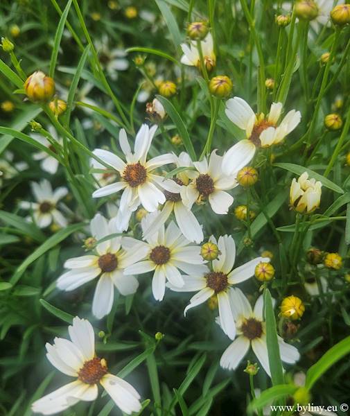 Coreopsis verticillata Fool's Gold C1,5