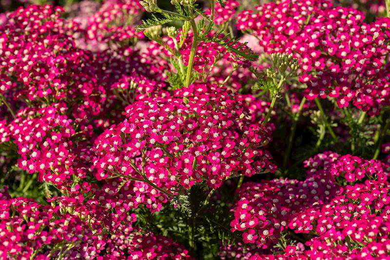 Achillea millefolium Summerwine C1,5