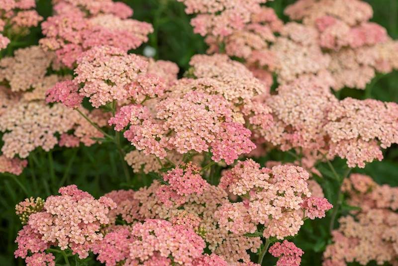 Achillea millefolium Lachsschönheit C1,5