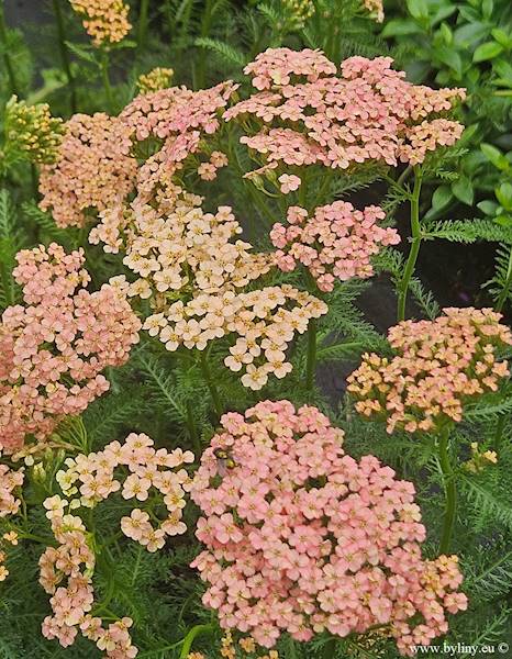 Achillea millefolium Lachsschönheit C1,5
