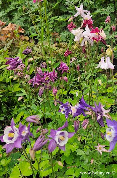 Aquilegia caerulea Bidermeier C1,5