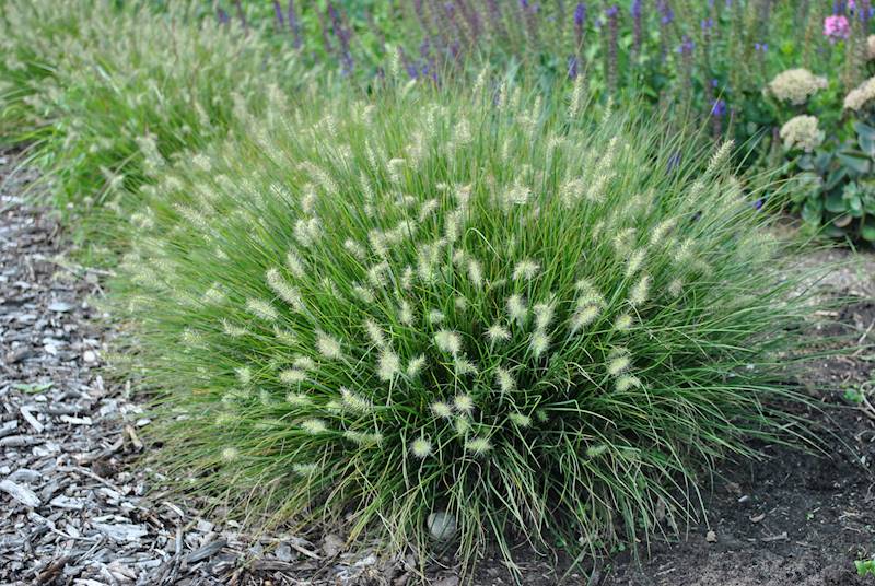 Pennisetum alopecuroides Little Bunny p11