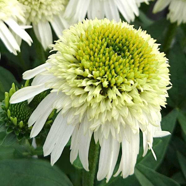 Echinacea Delicious Nougat ® C1,5