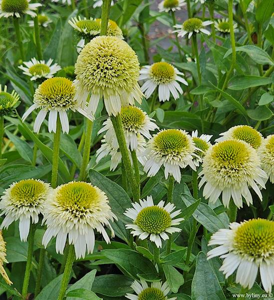 Echinacea Delicious Nougat ® C1,5