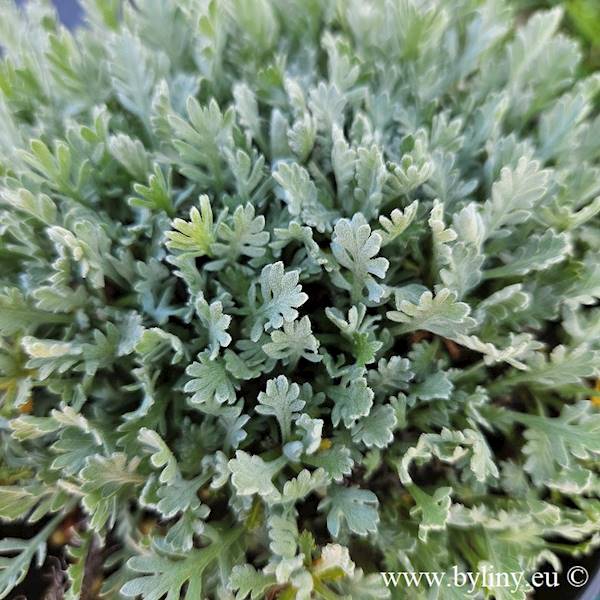 Achillea kellereri C1,5
