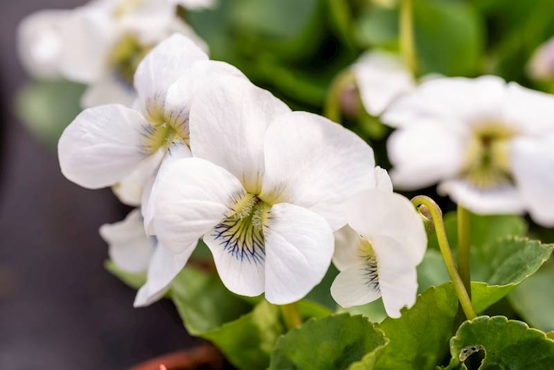 Viola sororia Albiflora p11