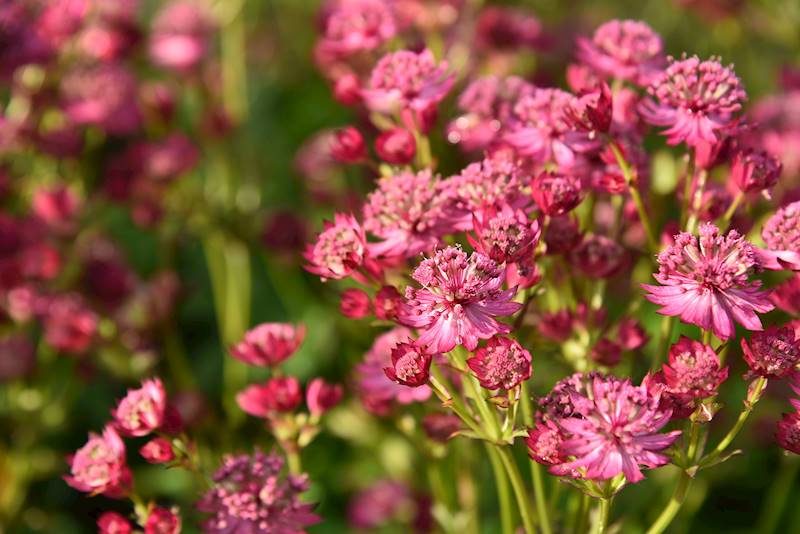 Astrantia major Cerise Button ® p11